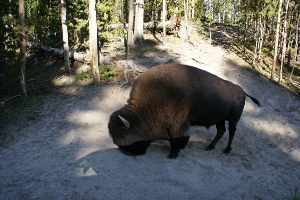 Cliquer pour voir l'image en taille réelle