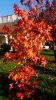 102_0260_Raph.jpg